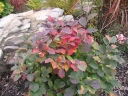 sklep ogrodniczy - Fotergilla Gardena MOUNT AIRY Fothergilla gardenii C7,5/1-1,2m *21K