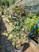 sklep ogrodniczy - Fotergilla Gardena MOUNT AIRY Fothergilla gardenii C7,5/1-1,2m *21K