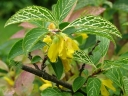 rośliny ogrodowe - Forsycja zielona KUMSON Forsythia viridissima C2/40-60cm