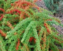 rośliny ozdobne - Berberys Thunberga GREEN CARPET Berberis Thunbergii