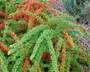 rośliny ogrodowe - Berberys Thunberga GREEN CARPET Berberis Thunbergii