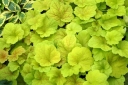 sadzonki - Żurawka ELECTRIC LIME Heuchera