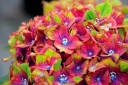 sklep ogrodniczy -  Hortensja ogrodowa Schloss Wackerbarth SAXON® zw.PISTACHIO Hydrangea macrophylla /C4 *TL