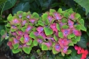 sklep ogrodniczy - Hortensja ogrodowa Schloss Wackerbarth SAXON® zw.PISTACHIO Hydrangea macrophylla /C4 *TL