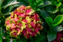 rośliny ogrodowe - Hortensja ogrodowa Schloss Wackerbarth SAXON® zw.PISTACHIO Hydrangea macrophylla /C4 *TL