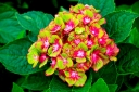 sklep ogrodniczy - Hortensja ogrodowa Schloss Wackerbarth SAXON® zw.PISTACHIO Hydrangea macrophylla /C4 *TL
