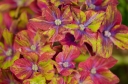 sklep ogrodniczy - Hortensja ogrodowa Schloss Wackerbarth SAXON® zw.PISTACHIO Hydrangea macrophylla /C4 *TL