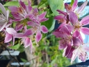 rośliny ogrodowe -  Żylistek mieszańcowy Strawberry Fields (Deutzia hybrida) C3/60-80cm *K19