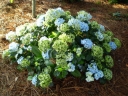 rośliny ozdobne - Hortensja ogrodowa MINI PENNY® Hydrangea macrophylla /P12