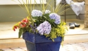 rośliny ogrodowe - Hortensja ogrodowa MINI PENNY® Hydrangea macrophylla /P12