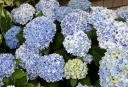 sklep ogrodniczy - Hortensja ogrodowa Forever & Ever® PEPPERMINT Hydrangea macrophylla /C2 *9