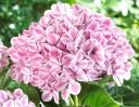 sadzonki - Hortensja ogrodowa Forever & Ever® PEPPERMINT Hydrangea macrophylla /C2 *9