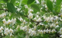 rośliny ozdobne -  Styrak amerykański Styrax americana