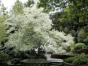 rośliny ozdobne - Styrak amerykański Styrax americana