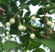 rośliny ogrodowe - Styrak amerykański Styrax americana