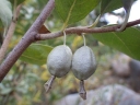 sklep ogrodniczy -  Oliwnik srebrzysty Elaeagnus commutata C5/60-80cm
