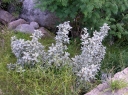 rośliny ozdobne - Oliwnik srebrzysty Elaeagnus commutata C5/60-80cm