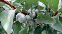 sklep ogrodniczy - Oliwnik srebrzysty Elaeagnus commutata C5/60-80cm
