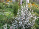 sadzonki - Oliwnik srebrzysty Elaeagnus commutata C5/60-80cm