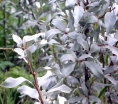 sadzonki - Oliwnik srebrzysty Elaeagnus commutata C5/60-80cm