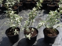 rośliny ogrodowe - Oliwnik srebrzysty Elaeagnus commutata C5/60-80cm