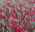 rośliny ogrodowe -  Firletka wieńcowa RÓŻOWA Lychnis coronaria P11