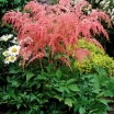 rośliny ogrodowe -  Tawułka Arendsa BRESSINGHAM BEAUTY Astilbe x arendsii