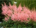 sklep ogrodniczy - Tawułka Arendsa BRESSINGHAM BEAUTY Astilbe x arendsii