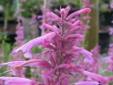 rośliny ozdobne -  Kłosowiec TUTTI FRUTTI Agastache barberi