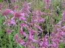 sklep ogrodniczy - Kłosowiec TUTTI FRUTTI Agastache barberi