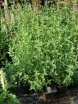 sklep ogrodniczy - Kłosowiec TUTTI FRUTTI Agastache barberi