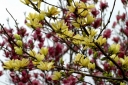 sklep ogrodniczy - Magnolia BUTTERFLIES C5/60cm *8