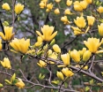 sadzonki - Magnolia BUTTERFLIES C5/60cm *8