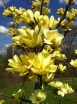 sadzonki - Magnolia BUTTERFLIES C5/60cm *8