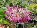 sadzonki - Żylistek mieszańcowy Strawberry Fields (Deutzia hybrida) C3/60-80cm *K19