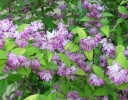 sadzonki - Żylistek mieszańcowy Strawberry Fields (Deutzia hybrida) C3/60-80cm *K19