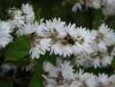 sklep ogrodniczy -  Żylistek szorstki Plena (Deutzia scabra Plena) C3/40-60cm