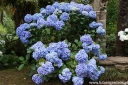 sadzonki -  Hortensja ogrodowa OTAKSA Hydrangea macrophylla /C10 *K22