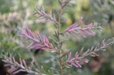 rośliny ogrodowe - Choina kanadyjska FLAMING Tsuga canadensis C3/50-60cm