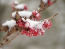 rośliny ogrodowe -  Oczar POMARAŃCZOWO-CZERWONY Hamamelis x intermedia /C2