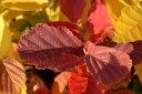 rośliny ogrodowe - Oczar POMARAŃCZOWO-CZERWONY Hamamelis x intermedia /C2