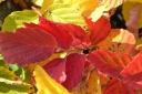 sklep ogrodniczy - Oczar POMARAŃCZOWO-CZERWONY Hamamelis x intermedia /C2