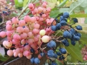 rośliny ozdobne -  Kalina białojagodowa PINK BEAUTY Viburnum nudum C5/50cm