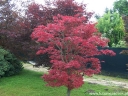 rośliny ozdobne -  Klon palmowy ATROPURPUREUM Acer palmatum C5/60-100cm *T75