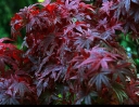 sklep ogrodniczy - Klon palmowy ATROPURPUREUM Acer palmatum C5/60-100cm *T75