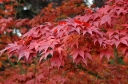 rośliny ozdobne - Klon palmowy ATROPURPUREUM Acer palmatum C5/60-100cm *T75