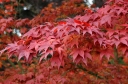 sadzonki - Klon palmowy ATROPURPUREUM Acer palmatum C5/60-100cm *T75