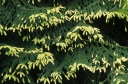 sadzonki - Świerk kaukaski AUREOSPICATA syn.Picea orientalis 'Aurea' C3/70cm