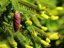 rośliny ozdobne - Świerk kaukaski AUREOSPICATA syn.Picea orientalis 'Aurea' C3/70cm