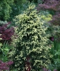 rośliny ogrodowe - Świerk kaukaski AUREOSPICATA syn.Picea orientalis 'Aurea' C3/70cm